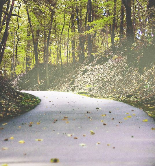 Tree lined country road